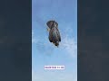 Falcon : The Fastest Hunter in the Sky ⚡🦅