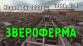 Заброшенная Звероферма,  часть 2 из 2-х.  Норильск (2021).