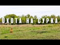 Охота на сурка! Фотоохота в Ростовской области!