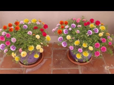 How To Grow Table Rose Moss Rose Portulaca Grandiflora Japanese Rose Sun Rose Youtube