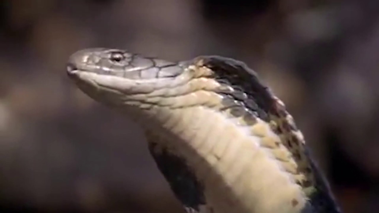 King Cobra lay her eggs and protect it from Mongoose