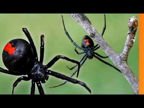 Conheça a venenosa aranha Viúva Negra.