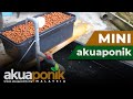 DIY Mini Akuaponik - Daripada Tool Box Terpakai Untuk Anak Talapia.