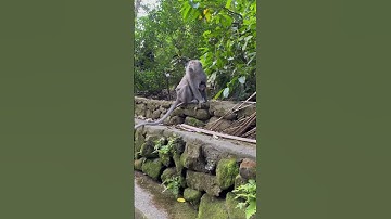 Monkey Forest #youtubeshorts #shorts #bali #indonesia #monkeyforestubud