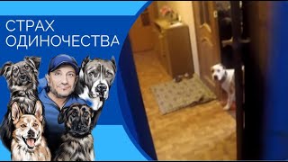 Страх одиночества(как помочь собаке оставаться дома одной)