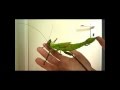 Heteropteryx dilatata attack