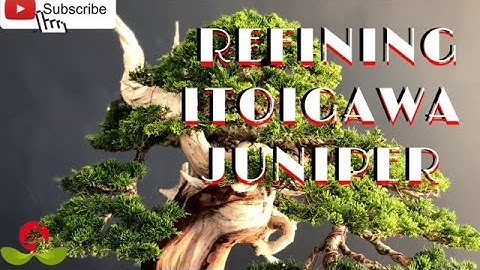 Refining Itoigawa Juniper