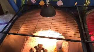 Khaki Campbell Duckling Brooder