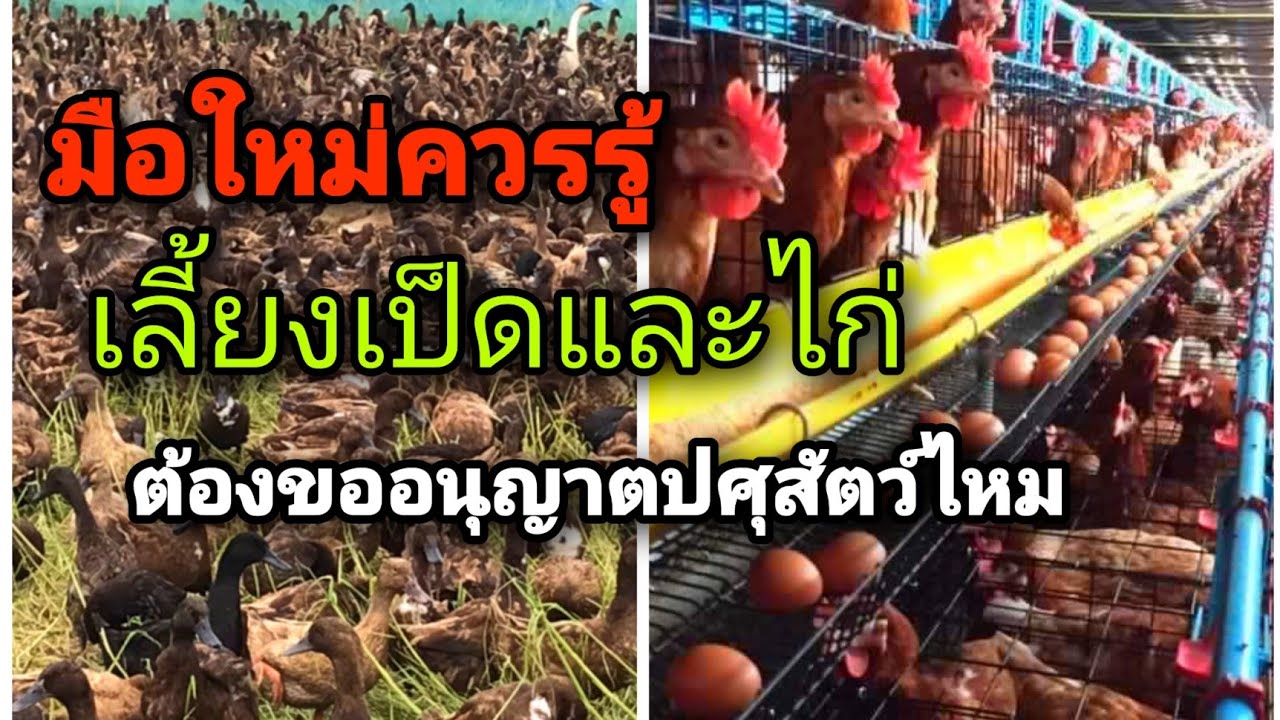 มือใหม่ต้องรู้  ก่อนเลี้ยงเป็ดเลี้ยงไก่ต้องแจ้งปศุสัตว์ไหม  #อุ๋งอิ๋งฟาร์ม