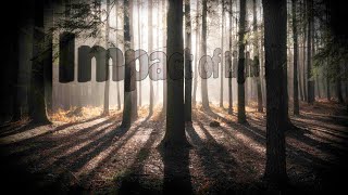 impact of light - Landscape Photography - Woodland