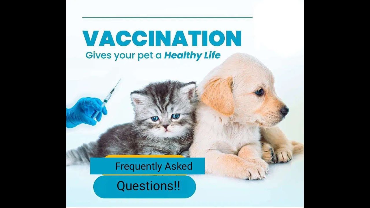 frequently-asked-questions-about-vaccination-in-pets-pets