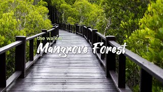 Mangrove Forest Soundscape | virtual walk | relaxing nature sounds | background ambience | ASMR |