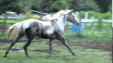 Koda the mud monster 8-6-14