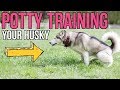How To Potty Train A Siberian Husky