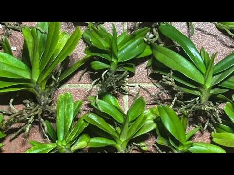 S 26/3.GIÁ 15K.CÁO,QUẾ, NHAN;ĐAI CHÂU,THIÊN NGA,KIỀU,,HỒ ĐIỆP,GH ASA,TBS,TRẦM(0849490188/0396164604