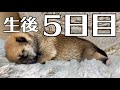 【癒し動画 子犬が鳴いていてもスルーする新米ママ】豆柴さにらむ #52