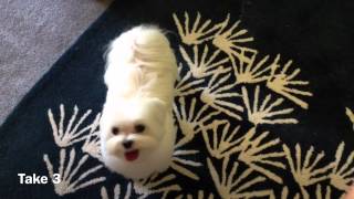 Obi The Maltese- Trick: Waving Hi And Backing Up! by Obi and Owen- Maltese 1,902 views 11 years ago 1 minute, 15 seconds