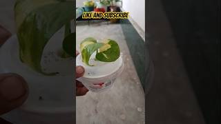 Money plants ki disha #shorts #shortsfee #plants#moneyplant #viralvideo #greenplants #youtubeshort