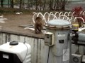 福知山市動物園　ウリ坊＆みわちゃん（3） の動画、YouTube動画。