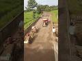 tractor vs belgadi sand smuggling by belgadi #sandsmuggling #believe #india #foryou