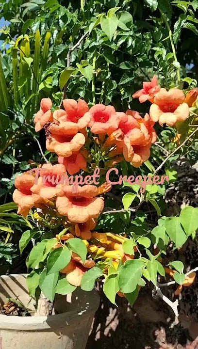 Trumpet Creeper/ Ticoma Vine 🪴#shorts
