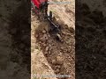 Testing the Multi-functional Walking Hand Tractor in Action！