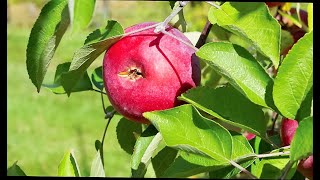 4K | Free Apple Tree 🍎🌴 Stock Video Footage | Sunlight on Apple Tree | Non Copyright videos |
