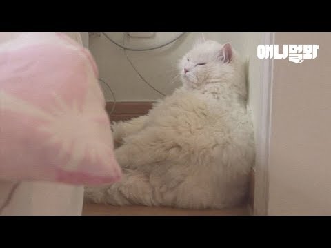 이 고양이는 마치 아침에 알람 백번 끄다 겨우 일어나 앉은 내 모습 ㅣJelly You <strong>Cat</strong>, Cuz You&amp;#39;<strong>re</strong> Cute Even When You&amp;#39;<strong>re</strong> Fat