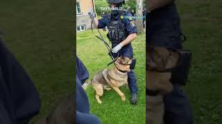 Swedish police unleash dogs on pro-Palestine demonstrators