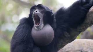 yelling monkey (REAL SCREAMING GIBBON MONKEY, DIDN'T EDIT)