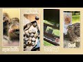 Quail farming for selfsufficiency live qa and class