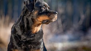 Unlocking the Power of Rottweilers: A Comprehensive Guide to Rottweiler Care and Training 🐾 by Animal Fun & Facts 666 views 2 months ago 1 minute, 37 seconds