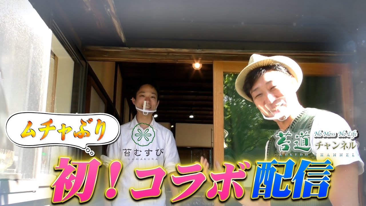 56 苔メモリー 苔道チャンネル 苔むすびのテラリウム大学 コラボ配信 Youtube 56 苔メモリー 苔道チャンネル 苔むすびのテラリウム大学 コラボ配信 Youtube