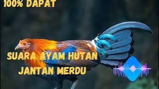 Suara ayam hutan jantan!!
