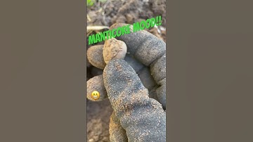 Manticore is a joy to use! METAL DETECTING good mood 😃 #manticore #minelab