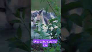 Who Dared Wake Me Up?Let Me Sleep, Everyone Is Allied Against Me To Wake Up From My Sleep.