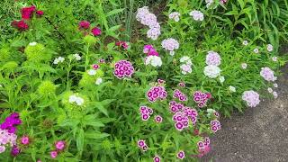 Sweet William