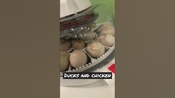 Ducks and chicken in the incubator #chicken #ducks #incubator