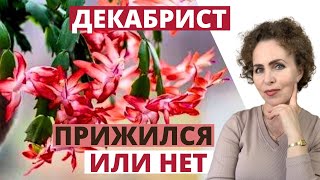 видео: ДЕКАБРИСТ из сегмента - как пересадить, тонкости и алгоритм посадки. картинка: ДЕКАБРИСТ из сегмента - как пересадить, тонкости и алгоритм посадки.