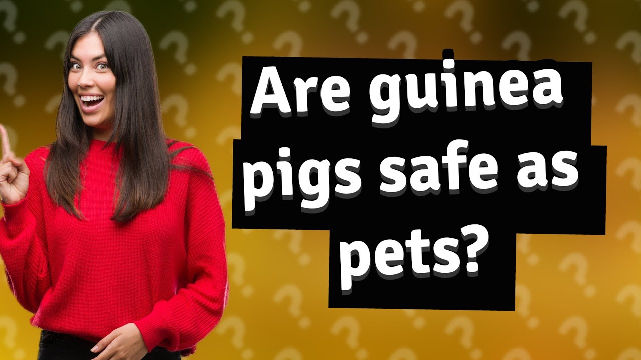 are-guinea-pigs-safe-as-pets-youtube