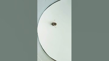 Brown Marmorated Stink Bug | Halyomorpha Halys | #shorts