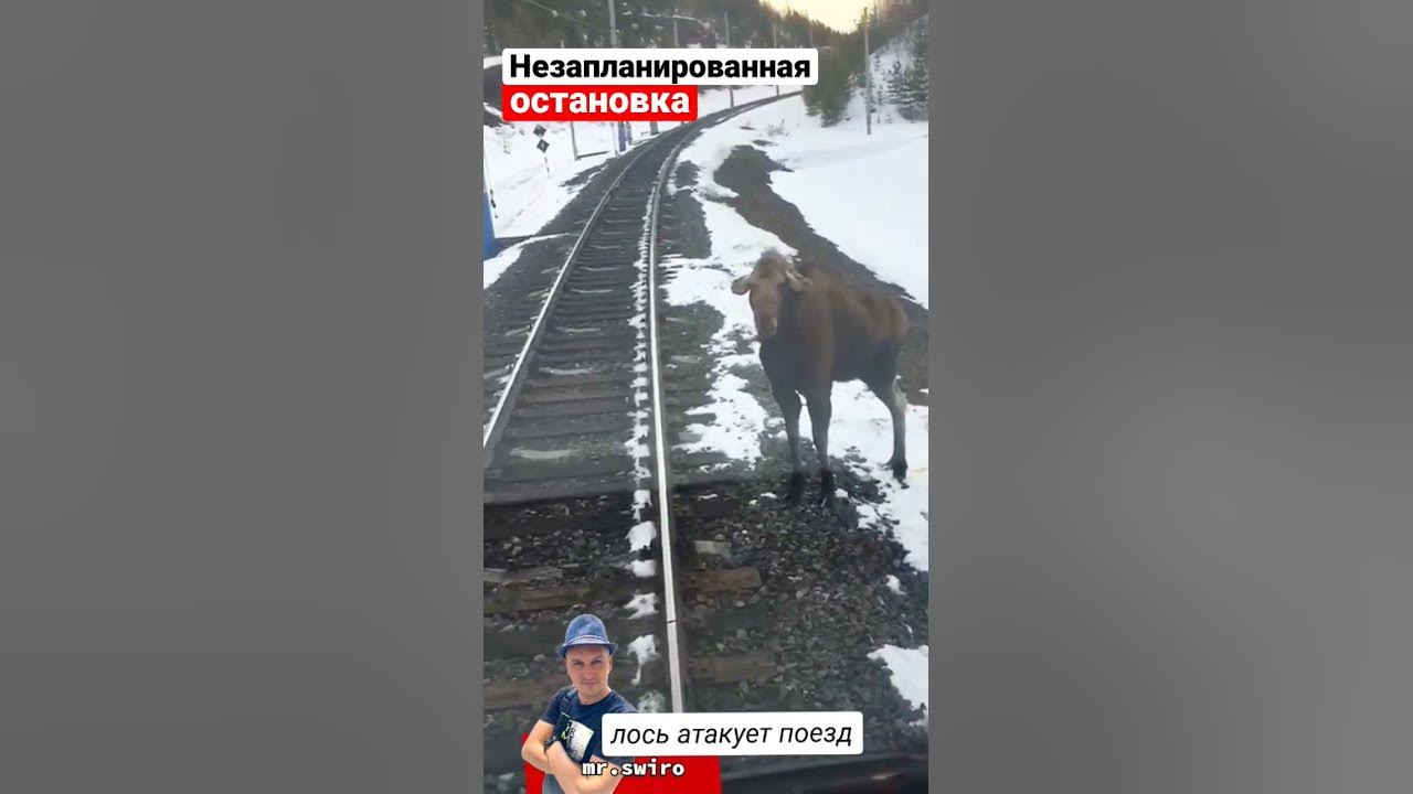 Лось железнодорожный