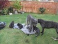 Truly Scrumptious Scottish Deerhound Puppies - 26 May 2012 の動画、YouTube動画。