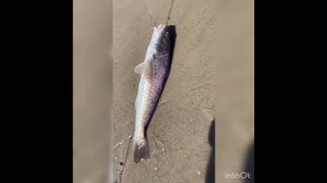 Fishing on Jekyll Island