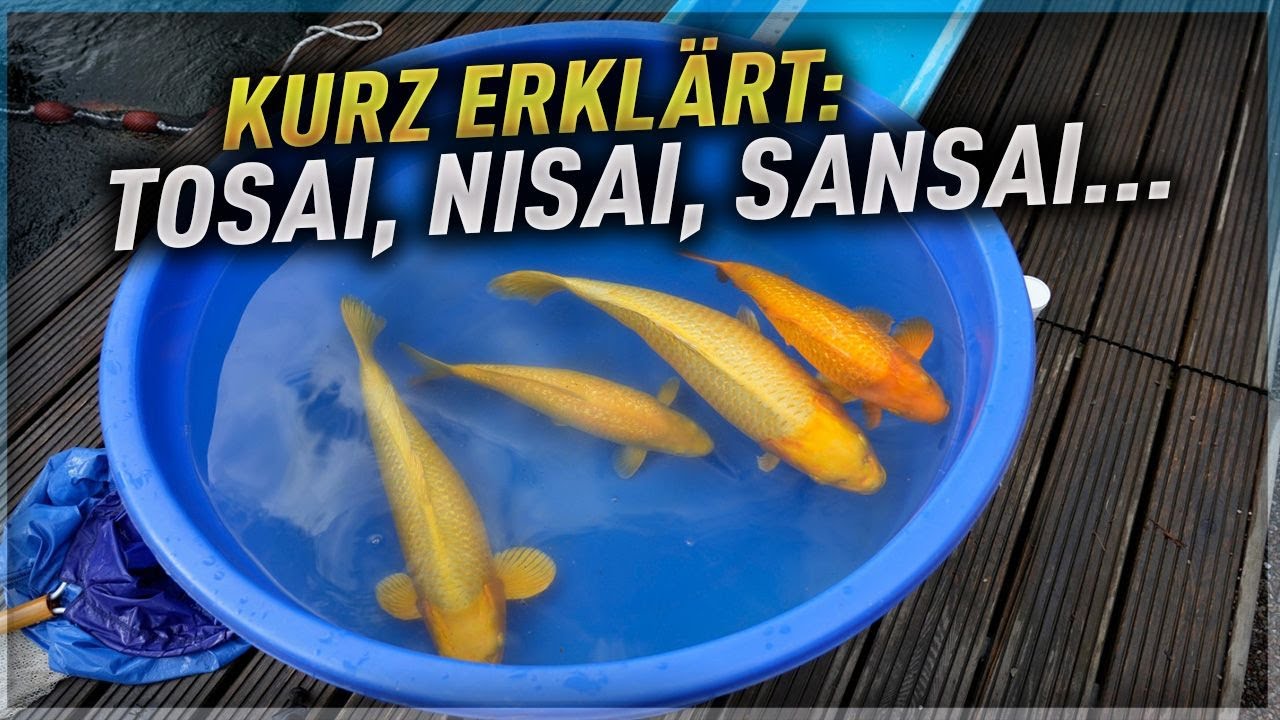 koi-kurz-erkl-rt-das-alter-der-fische-youtube