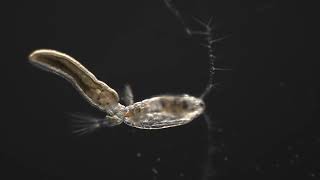 Victor eats a copepod