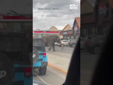 Elephant runs down busy street after getting loose in Butte