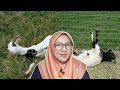 Kambing Pengsan Bila Disergah