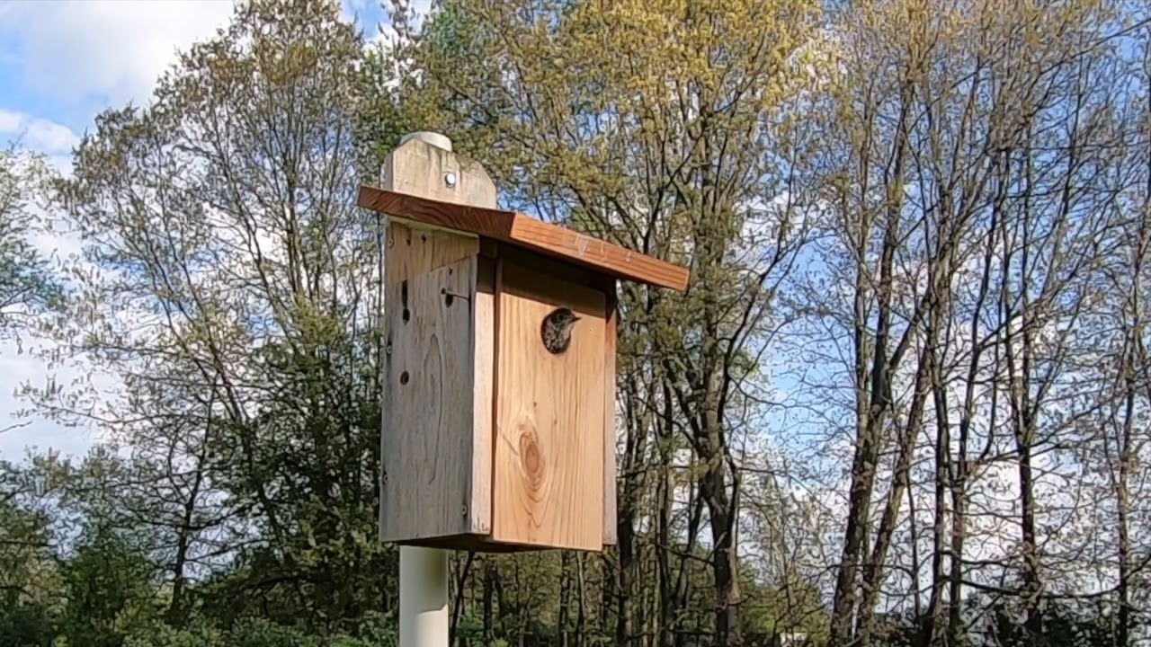 Bluebirds Take Flight