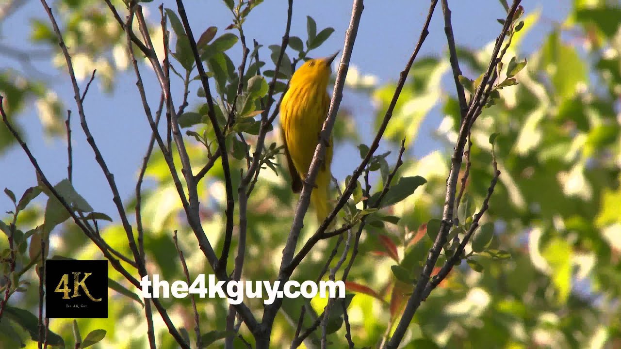 4K UHD 60fps - American yellow warbler (Setophaga petechia) jumping up